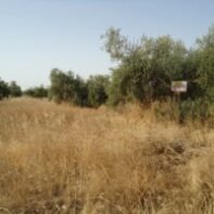 PARCELA RUSTICA VENTA