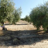PARCELA RUSTICA EN VENTA