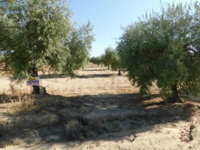 PARCELA RUSTICA EN VENTA
