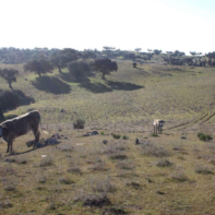 FINCA RUSTICA EN VENTA
