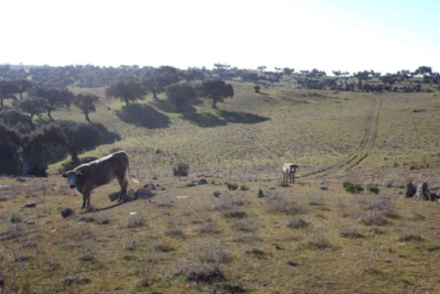 FINCA RUSTICA EN VENTA