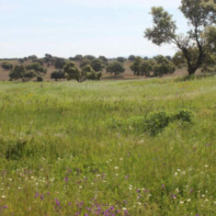FINCA DE LABOR EN VENTA