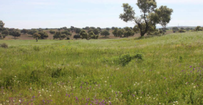 FINCA DE LABOR EN VENTA