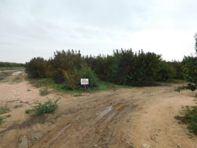 FINCA DE FRUTALES EN VENTA