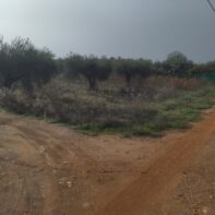 PARCELA RUSTICA -OLIVAR VENTA