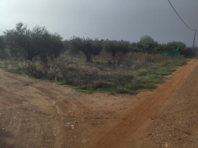 PARCELA RUSTICA -OLIVAR VENTA