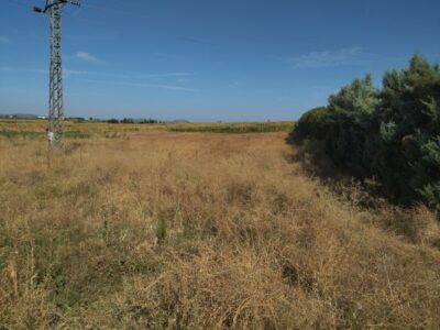 PARCELA RUSTICA DE REGADIO
