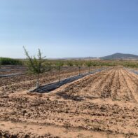 PARCELA RUSTICA CON ALMENDROS