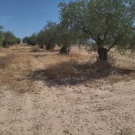 PARCELA RUSTICA VENTA