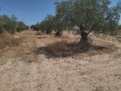 PARCELA RUSTICA VENTA