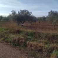 PARCELA RUSTICA DE REGADIO