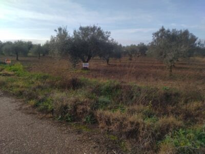 PARCELA RUSTICA DE REGADIO